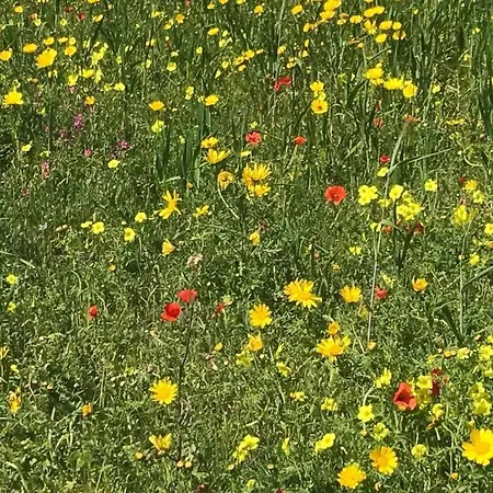 Haus A Daire Kirchbach (Carinthia)